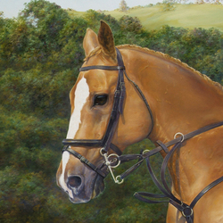 Show Jumper