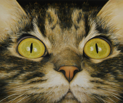 Tabby Cat
