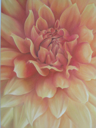 Dahlia