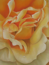 Orange Rose