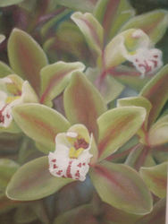Orchids