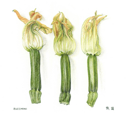 Zucchini