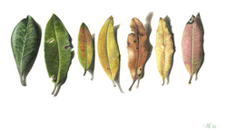 Pohutukawa Leaves