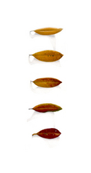 Pohutukawa 45
