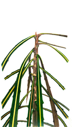 Lancewood