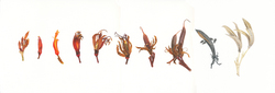 Metamorphosis