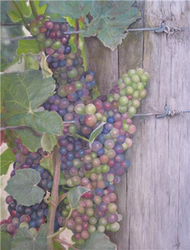 Grapes
