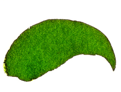 Dyes: FAS Watersoluble Powder Dye 30g Leaf