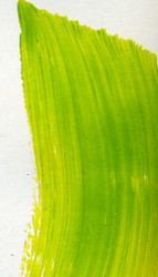 Acrylic -Professional: Matisse 75ml S3 Australian Yellow Green 
