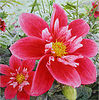 Pink Dahlia
