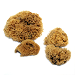Misc.: Royal Sea Sponges Assorted Silk